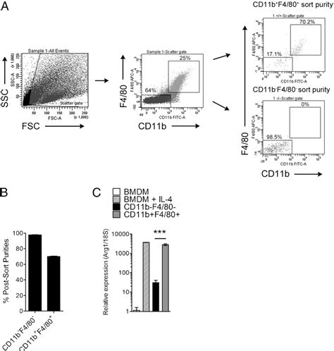 Figure 2 From Genetic Ablation Of Arginase 1 In Macrophages And