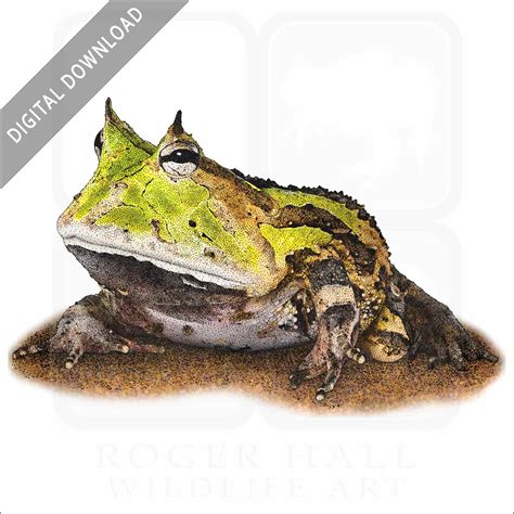 Stock Art Drawing of a Surinam Horned Frog