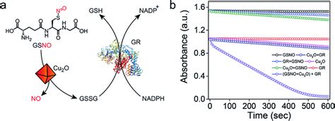 A A Coupled Assay System Involving Glutathione Reductase Gr And Download Scientific Diagram