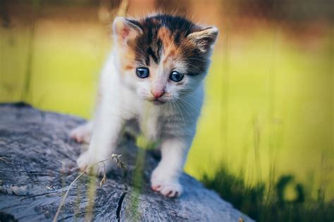 Blue Eyes Cat, HD Animals, 4k Wallpapers, Images, Backgrounds, Photos and Pictures