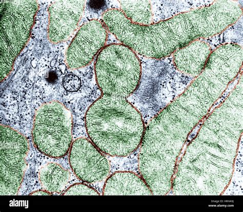 Mitocondrio Di Immagini E Fotografie Stock Ad Alta Risoluzione Alamy