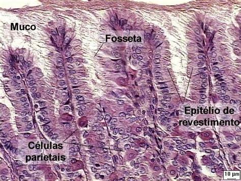 Células Principais Do Estômago - Histologia Do Estomago Pilorico LABORATORIO DE HISTOLOGIA: Sistema