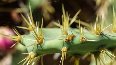 Thorns On A Cactus Stock Image Image Of Lanzarote Stone 137510427