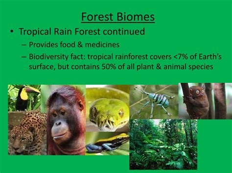 PPT - Forest Biomes PowerPoint Presentation, free download - ID:2197459