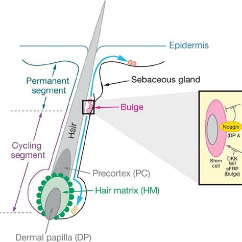 Illustration Of The Epidermal Stem Cells Stem Cells Are Located In The Download Scientific