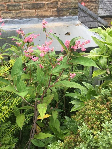 Plants That Look Like Japanese Knotweed Plants Mistaken For Knotweed