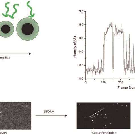 Schematic Of The Experimental Process Metal Enhanced Fluorescence