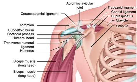 7 Easy Ac Joint Exercises For Acromioclavicular Separation