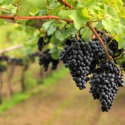 Sciare Sul Monte Bondone Trentino Scopri Il Trentino Comprensori