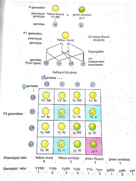 Mendel S Experiment And His Laws