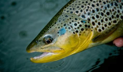 Fly Fishing: 6 Sight-Fishing Tips for Shallow Water Trout - Fly Fishing ...