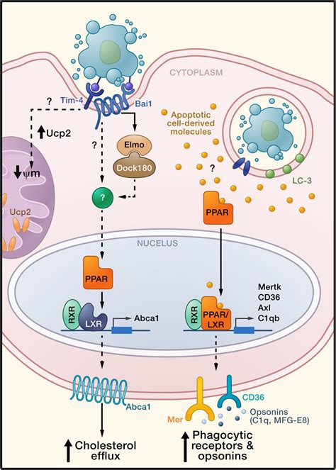 Metabolic Connections During Apoptotic Cell Engulfment Cell