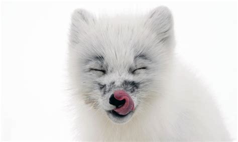 Arctic Fox | Species | WWF