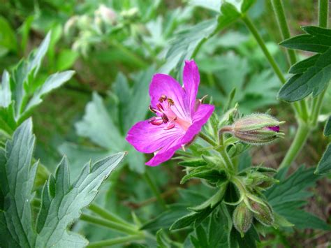 Flora Montana Wild Geranium