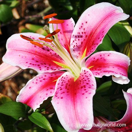 Stargazer Lily Bulbs | Bulk Stargazer Lily | Oriental Lily Bulbs