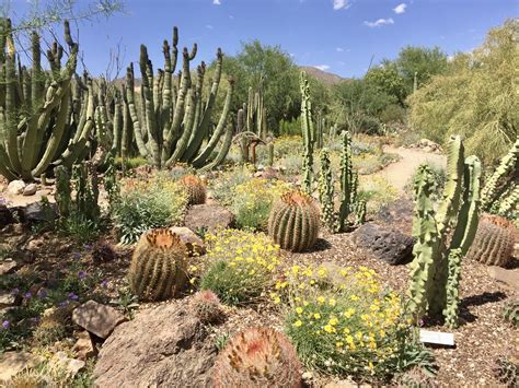 Desert botanical garden : r/cactus