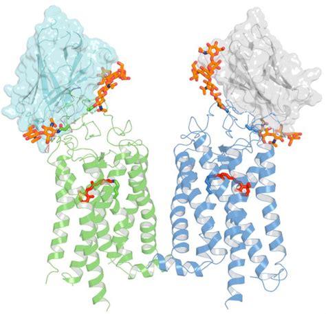 UC Irvine Researchers Discover A Nanobody W EurekAlert