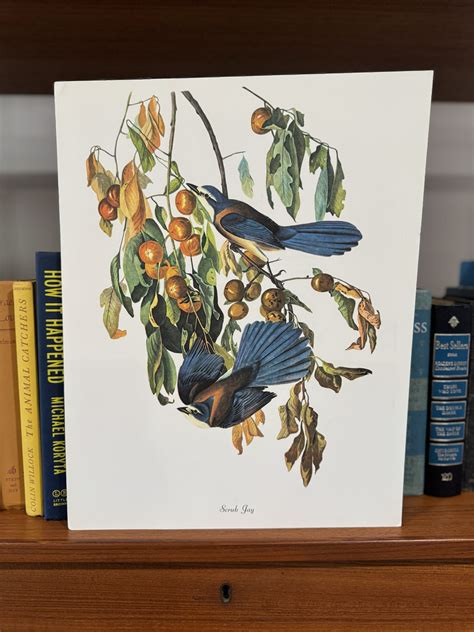 Vintage Audubon Prints - Renewed Perspective