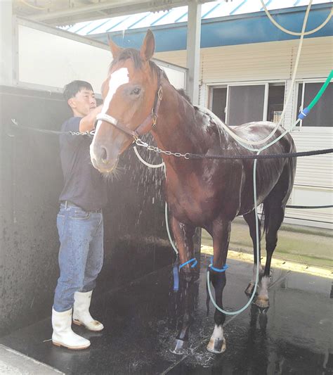 【新馬戦】ウインマクシマム 白星発進へ脚取り軽快 クイーンs2着ウインピクシスの半弟 競馬ニュース Netkeiba