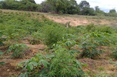 Cipm Erradica Mais De Mil P S De Maconha Em Ilha Do Rio S O