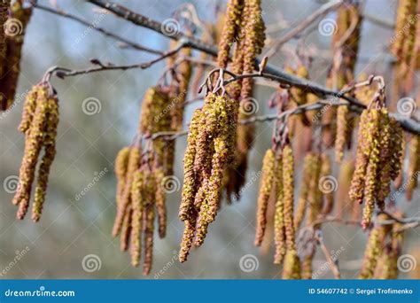 Spring. Alder Catkins Closeup Stock Photo - Image of beautiful, delicate: 54607742