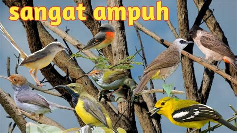 Suara Pikat Semua Jenis Burung Prenjak Ciblek Manggar Diku Mantenan