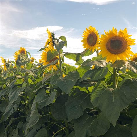 How Tall Can Sunflowers Grow Records Tips