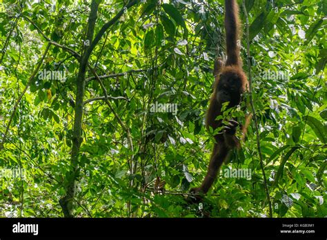 Orangutan Rehabilitation Center Stock Photo - Alamy