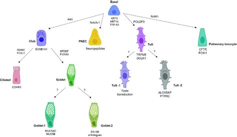 Different Transcriptional Networks Govern Airway Epithelial Cell Fate