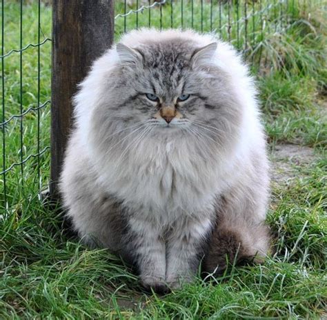 Siberian Forest Cat Breed Photos and Facts | FallinPets