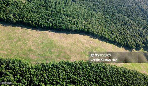 Aerial View Of Nature Forest High-Res Stock Photo - Getty Images