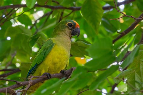 Foto Periquito Rei Eupsittula Aurea Por Gabriel Bonfa Wiki Aves A