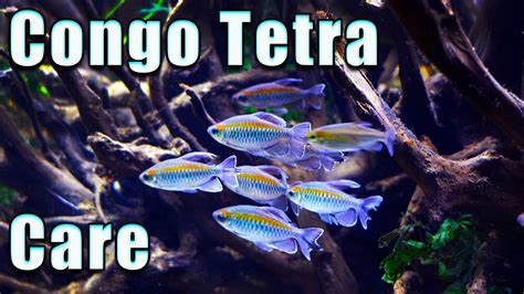 Why You Need The Congo Tetra Care And Breeding Youtube