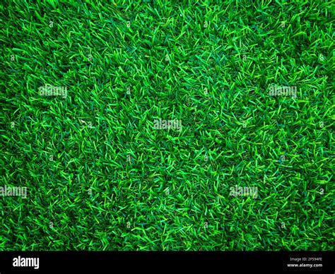 Beautiful Green Grass Pattern From Golf Course For Background Copy