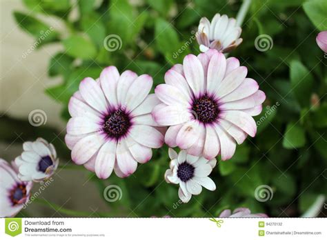 Flores Hermosas Del Osteospermum Foto De Archivo Imagen De Primavera