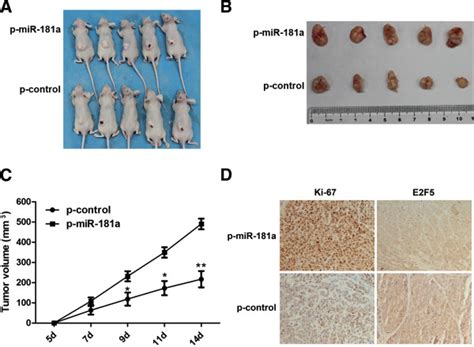 Mir 181a Promoted Tumor Growth Of Smmc 7721 Cells In Nude Mice A Download Scientific Diagram