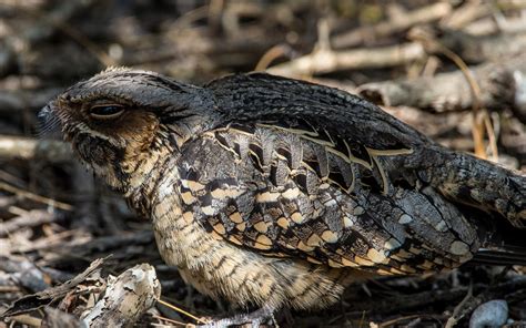 Common Pauraque | Audubon Field Guide