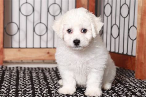 Bentley Bichon Frise Puppy For Sale Near Ft Myers SW Florida