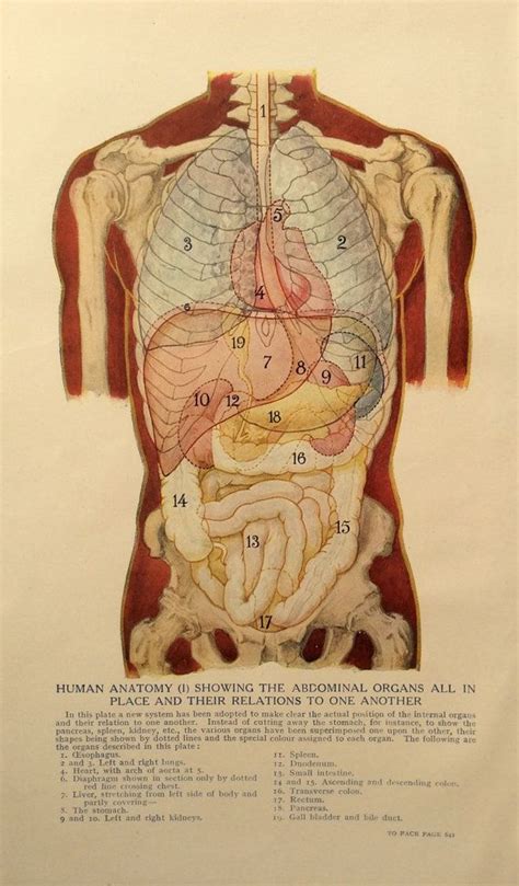 Vintage 1920s Print Human Anatomy Illustration Dissection Etsy UK