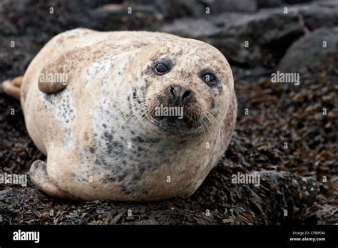 Versiegeln Auf Felsen Fotos Und Bildmaterial In Hoher Aufl Sung Alamy