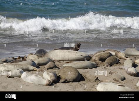 California Pacific Coast Cambria Piedras Blancas Beach Northern Elephant Seal Wild