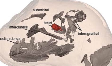 Fossils: Oldest ever heart discovered in 380-million-year-old jawed fish from Australia ...