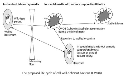 Cell Wall–Deficient Bacteria – Microbe Online