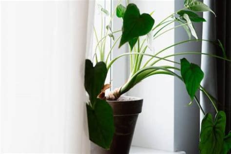 Plantas Que Ajudam A Purificar O Ar Da Sua Casa