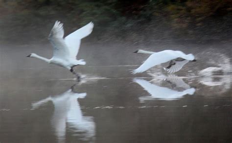 Trumpeter swans on migration on Menzies Lake, Machias, Washington ...