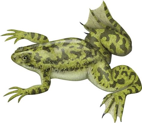 Xenopus - Alchetron, The Free Social Encyclopedia