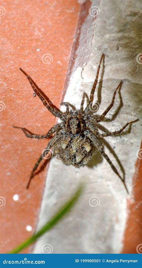 Wolf spider with babies stock image. Image of insect - 199900501