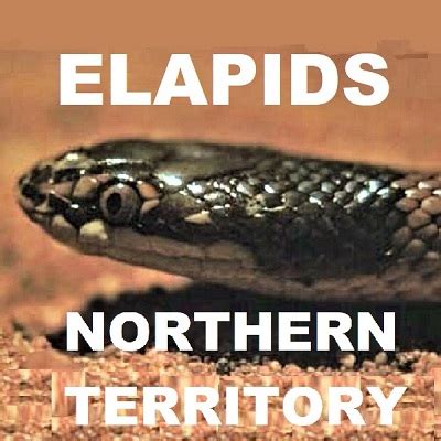 REPTILES OF NORTHER TERRITORY LIST