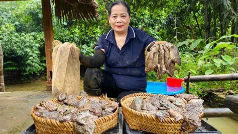 Harvesting Frog Crab Corn Fruit Goes To Market Sell Making Garden