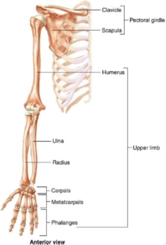 BIO221 Lab 4 Appendicular Skeleton Flashcards Quizlet